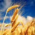 More information about "Journal Grain de ble- Français"
